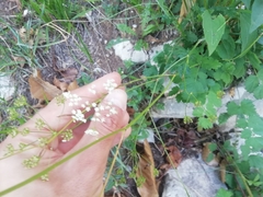 Pimpinella