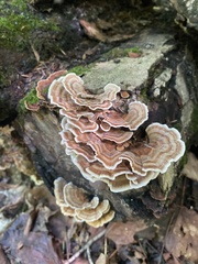 Trametes versicolor