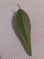 Cynanchum annularium