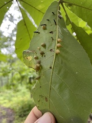 Caryomyia caryaecola