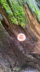Rhodotus palmatus
