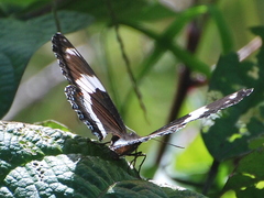 Limenitis arthemis arthemis