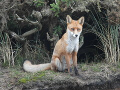 Vulpes vulpes crucigera