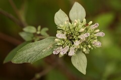 Pycnanthemum albescens