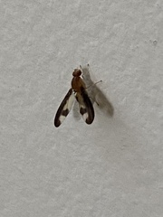 Toxonevra superba