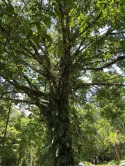 Ceiba pentandra