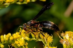 Polistes metricus