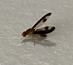 Toxonevra superba