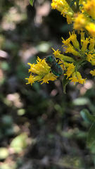 Augochloropsis metallica