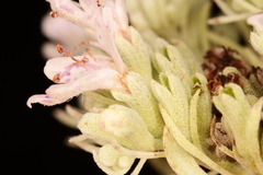 Pycnanthemum albescens