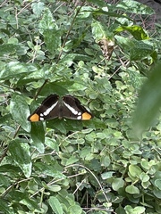 Adelpha californica
