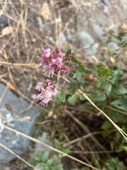 Ageratina occidentalis