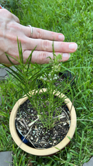 Asclepias verticillata