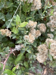 Ageratina occidentalis