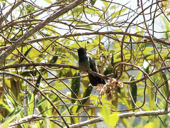 Colibri serrirostris