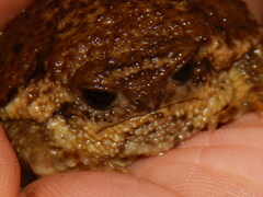 Breviceps gibbosus