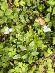 Myosotis sylvatica