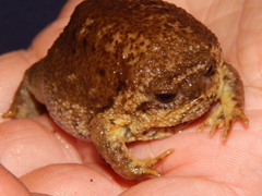 Breviceps gibbosus