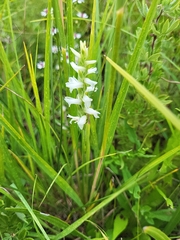 Spiranthes cernua