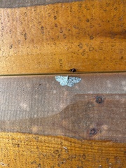 Iridopsis defectaria