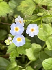Myosotis sylvatica