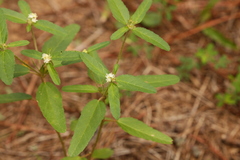 Croton glandulosus