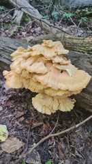 Laetiporus sulphureus
