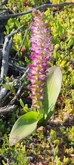 Lachenalia carnosa