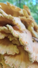 Laetiporus sulphureus