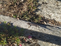 Sceloporus graciosus