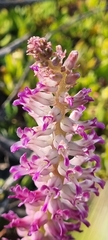 Lachenalia carnosa