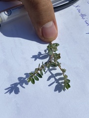 Euphorbia prostrata