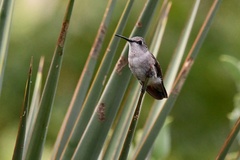 Archilochus alexandri