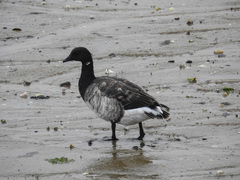 Branta bernicla