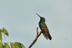 Anthracothorax nigricollis