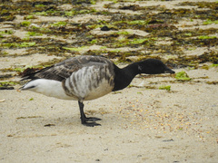 Branta bernicla
