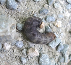 Noctuoidea