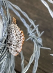 Megalopyge opercularis