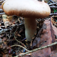 Lactarius