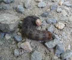 Noctuoidea