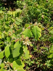 Dalbergia ecastaphyllum