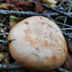 Lactarius
