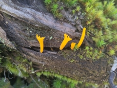 Calocera viscosa