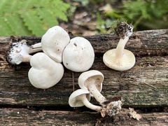 Clitocybe phyllophila