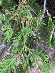 Thuja occidentalis