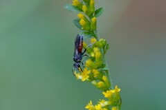 Sphecodes