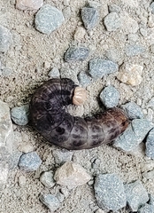Noctuoidea