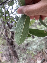 Quercus arizonica