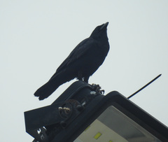 Corvus ossifragus