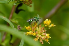 Augochloropsis viridula